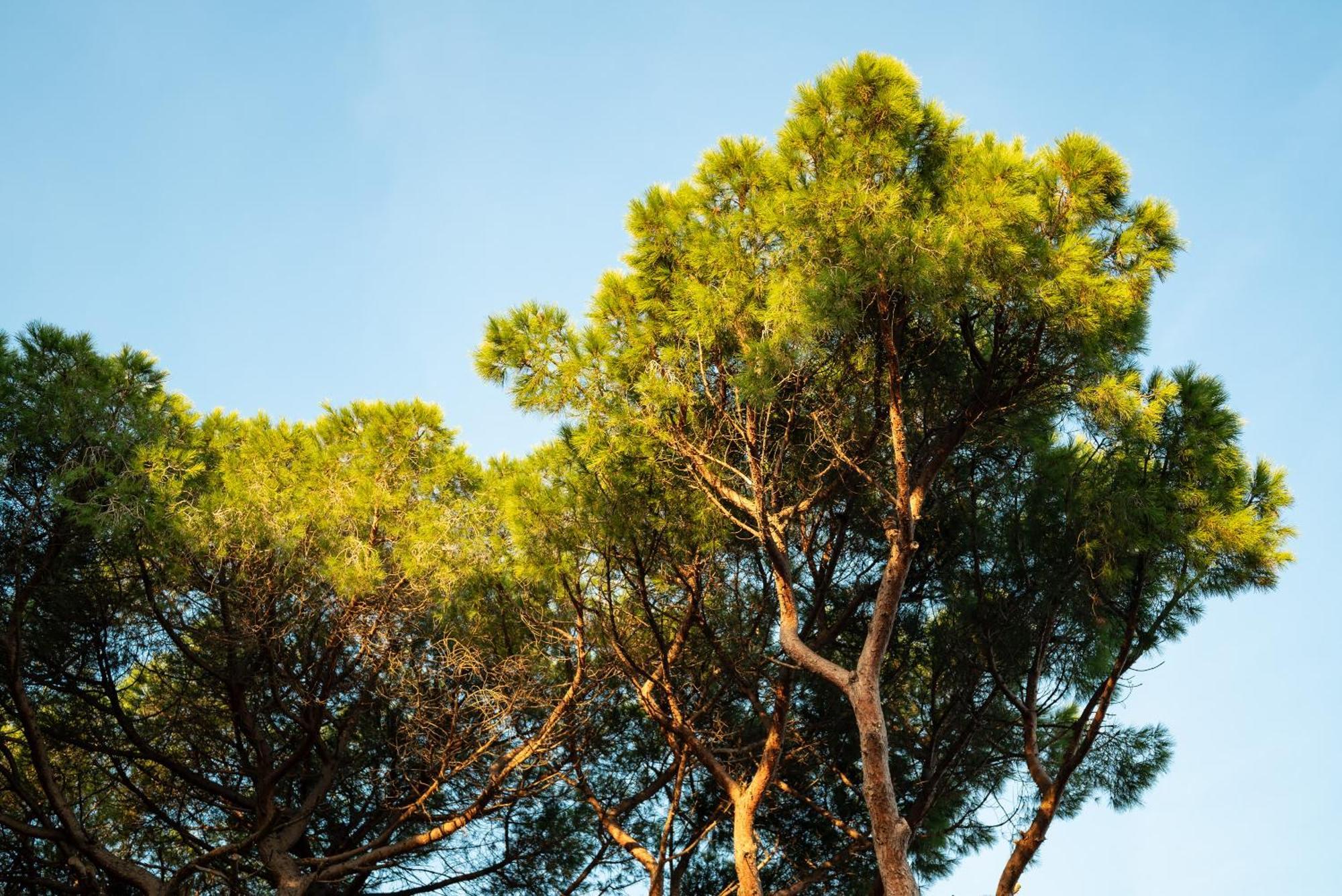 Hotel Parco Dei Pini - 100Mt Dal Mare Follonica Extérieur photo